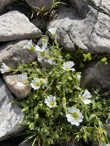 Image of Cerastium uniflorum by (c) Thomas Ebner, some rights reserved (CC BY)