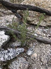 Cryptantha maritima maritima