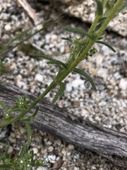 Cryptantha maritima maritima