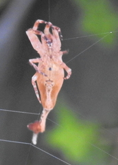 Arachnura scorpionoides