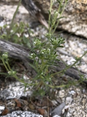 Cryptantha maritima maritima