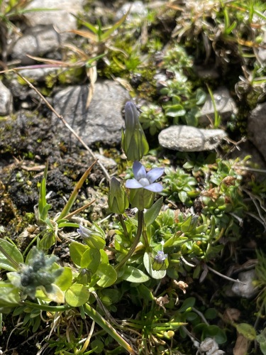 Image of Comastoma tenellum by (c) Thomas Ebner, some rights reserved (CC BY)