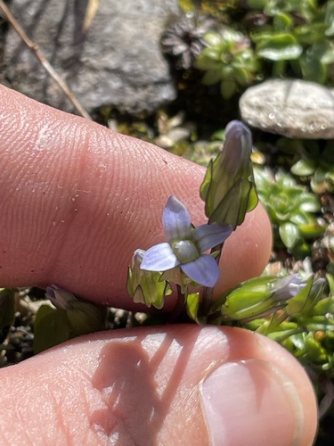 Image of Comastoma tenellum by (c) Thomas Ebner, some rights reserved (CC BY)