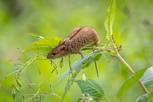 Striped Field Mouse, Восточный административный округ, Москва, Россия, photo 9 of 10