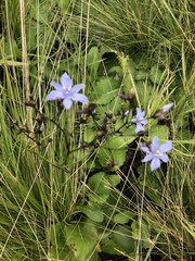 Aristea angolensis