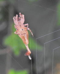 Arachnura scorpionoides