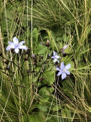 Aristea angolensis