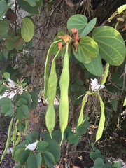Bauhinia variegata