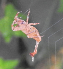 Arachnura scorpionoides