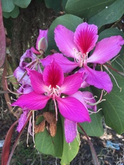 Bauhinia variegata