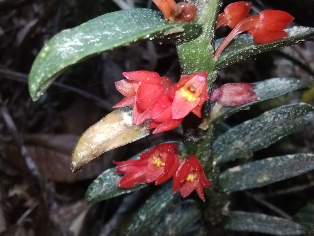 Fernandezia sanguinea