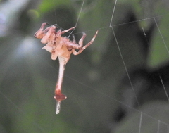 Arachnura scorpionoides