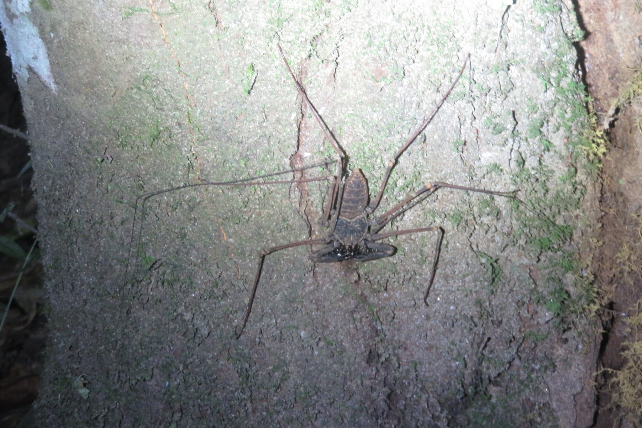 Heterophrynus batesii (Butler, 1873)