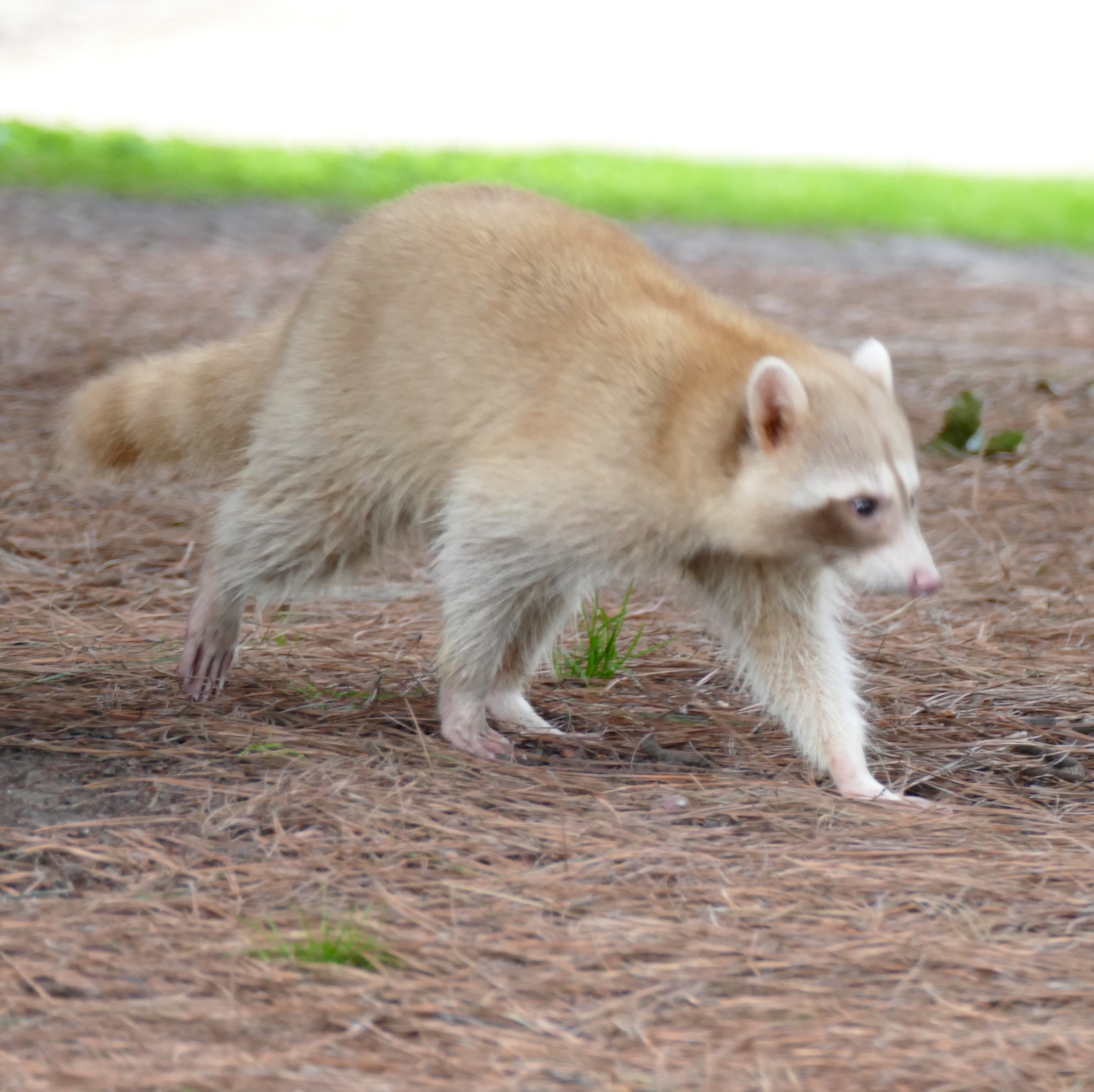 Common Raccoon (Procyon lotor) · iNaturalist