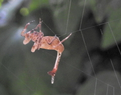 Arachnura scorpionoides