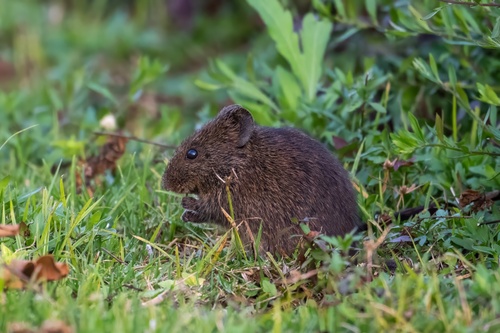 Mount Kilimanjaro vlei rat (Otomys zinki) — Vulnerable Mammalia