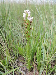 Brachycorythis conica