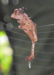 Arachnura scorpionoides