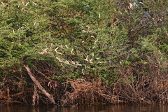 Acacia hebeclada subsp. chobiensis image