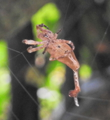 Arachnura scorpionoides