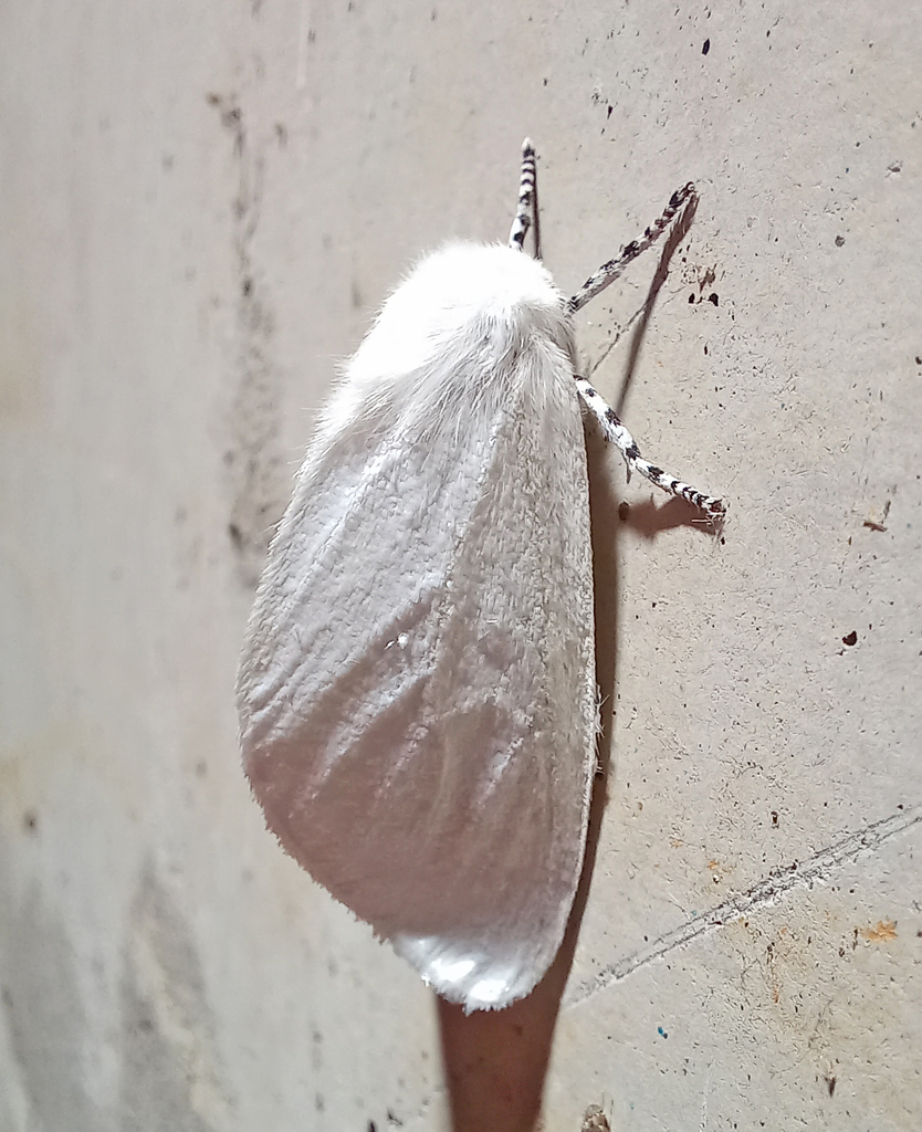 Leucoma candida