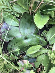 Ledebouria ovatifolia