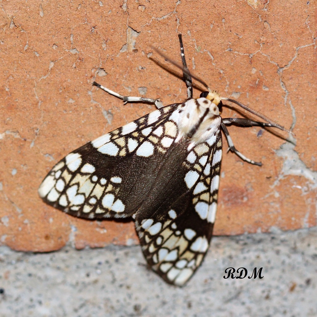 Tessella