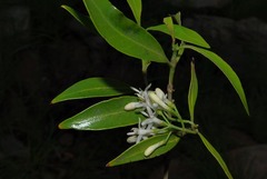 Coptosperma supra-axillare