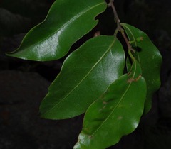 Cryptocarya woodii