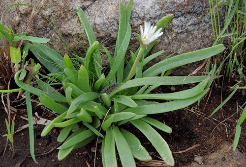 Delosperma image