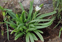 Delosperma sutherlandii image