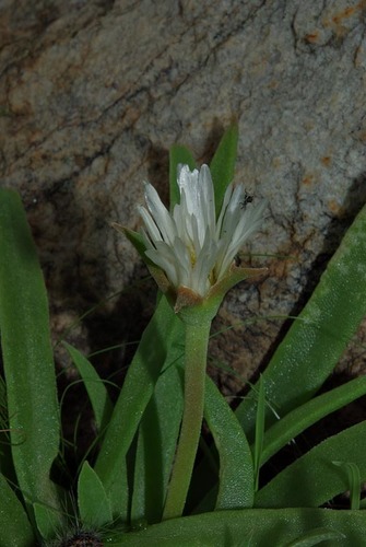 Delosperma sutherlandii image