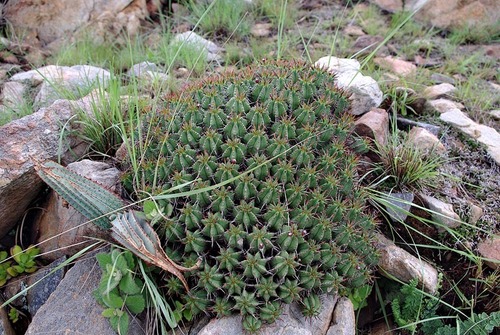 Euphorbia pulvinata image