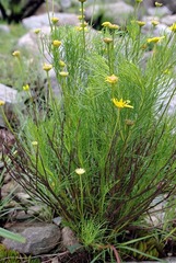 Euryops laxus