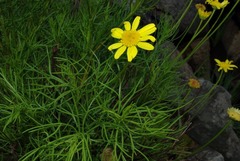 Euryops laxus
