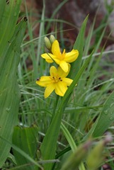 Hypoxis colchicifolia