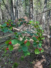 Viburnum lantanoides image