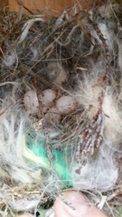 Poecile carolinensis