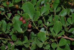 Searsia rigida dentata