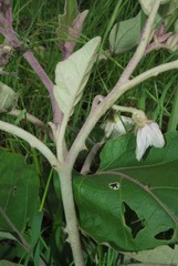 Solanum elaeagnifolium