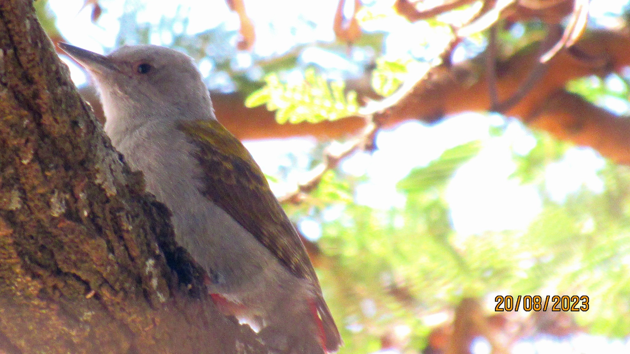 Eastern Grey Woodpecker