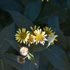 Doronicum corsicum