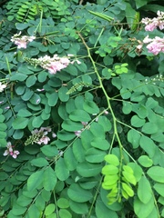 Indigofera jucunda