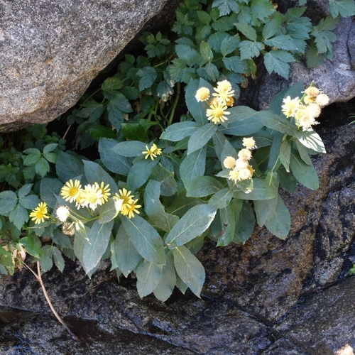 Doronicum corsicum, photograph 1