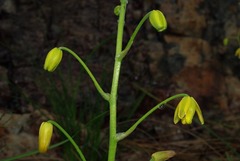 Albuca shawii image