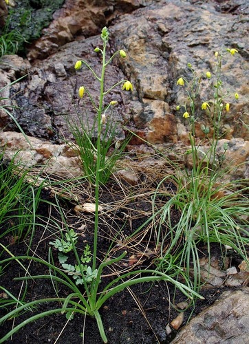 Albuca shawii image