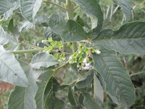 Vitex zeyheri image