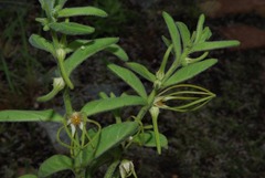 Ceropegia circinata image