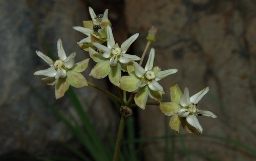 Asclepias aurea image