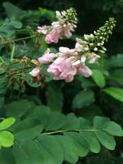 Indigofera jucunda